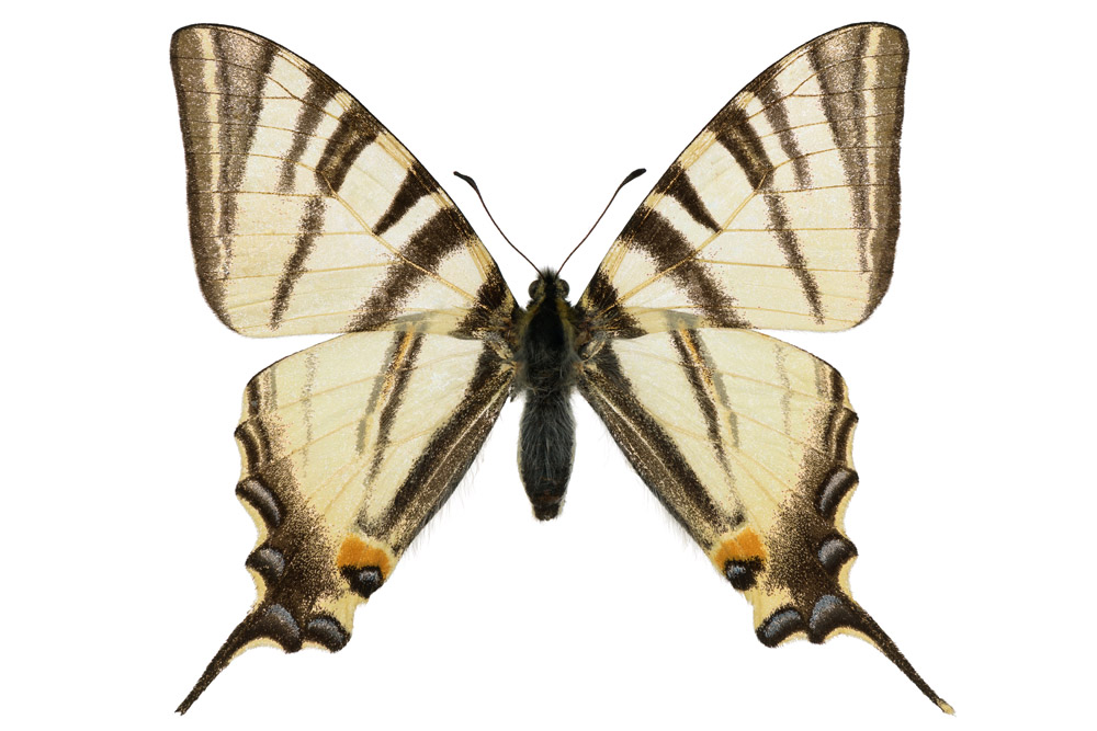 Familie der Ritterfalter,  Fundort Perl, Flügelspannweite 65 Millimeter